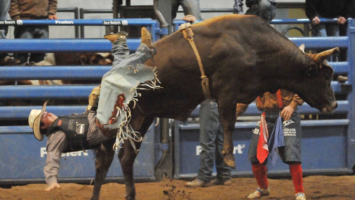 Tamworth’s Ricky Wiegold can’t hang on during the bull ride at Saturday night’s Tamworth Pro Rodeo at AELEC.  Photo: Grant Robertson 150912GRA17