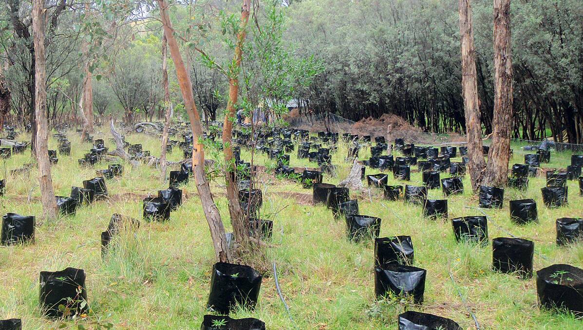 PLANTATION: Part of the cannabis crop found on a remote property at  Bundarra that police say was about to dramatically increase production with another 4000 plants. Photo: NSW Police