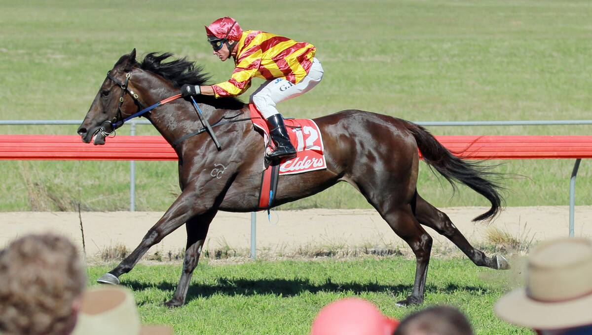 Cascada dashes to victory at Walcha on Friday. Photo: Robert Chappel 080213RCA07