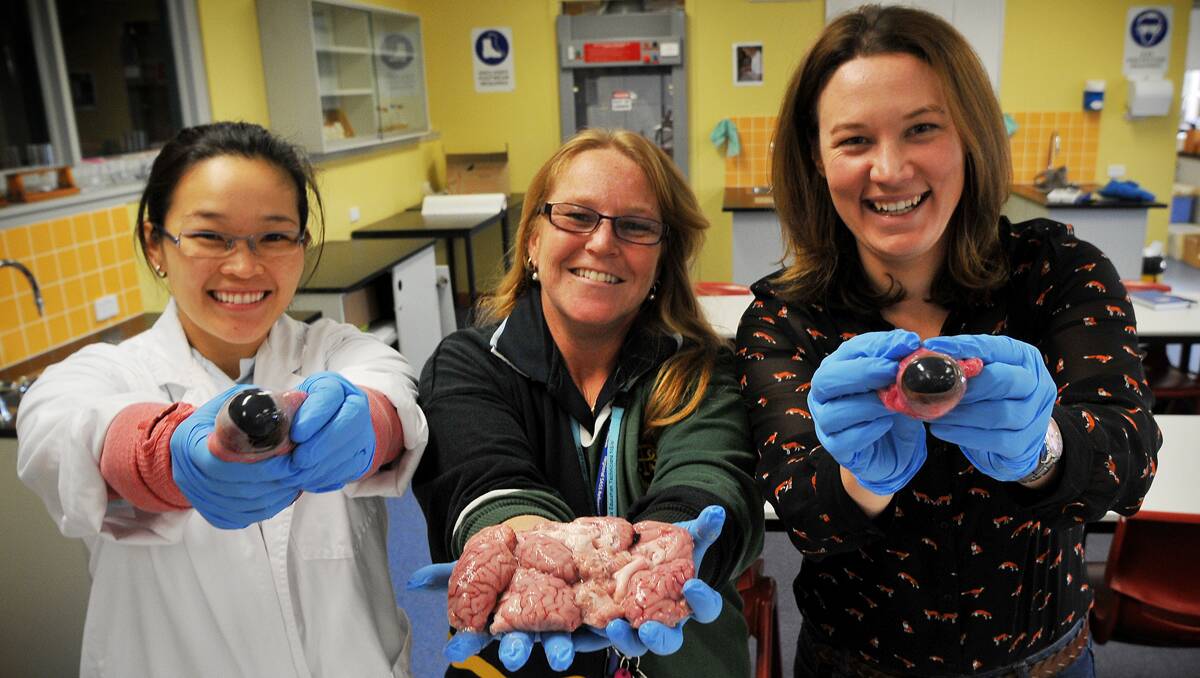 BRAINS FOR BIOLOGY: Dissecting eyeballs and brains was on the agenda for biology students attending the KIckstart workshops at Peel High School this week. Pictured are Sydney University PHD student Samantha Biet, Peel High School science technician Sarah Connon and teacher Renae Gavin.  Photos: Gareth Gardner 180613GGC06 