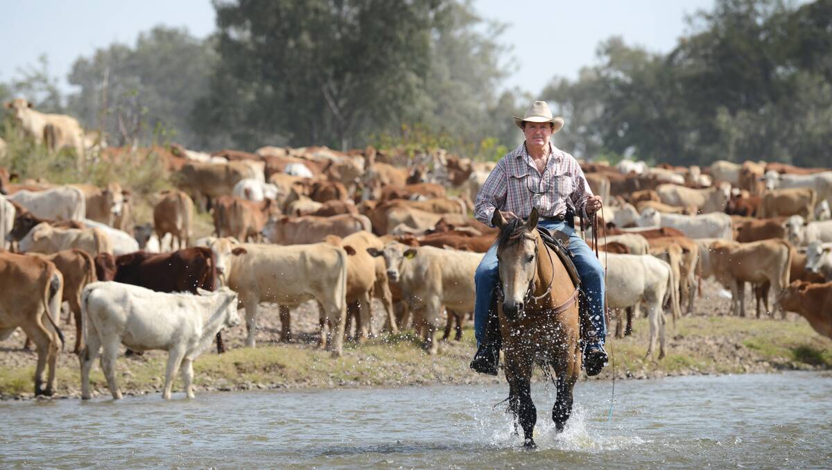 LONG, HARD SLOG: Brinkworth drive head drover Bill Little with his horse Maverick, watching the cattle as they drink from the Gwydir River near Moree. Photo: Barry Smith 240913BSA30