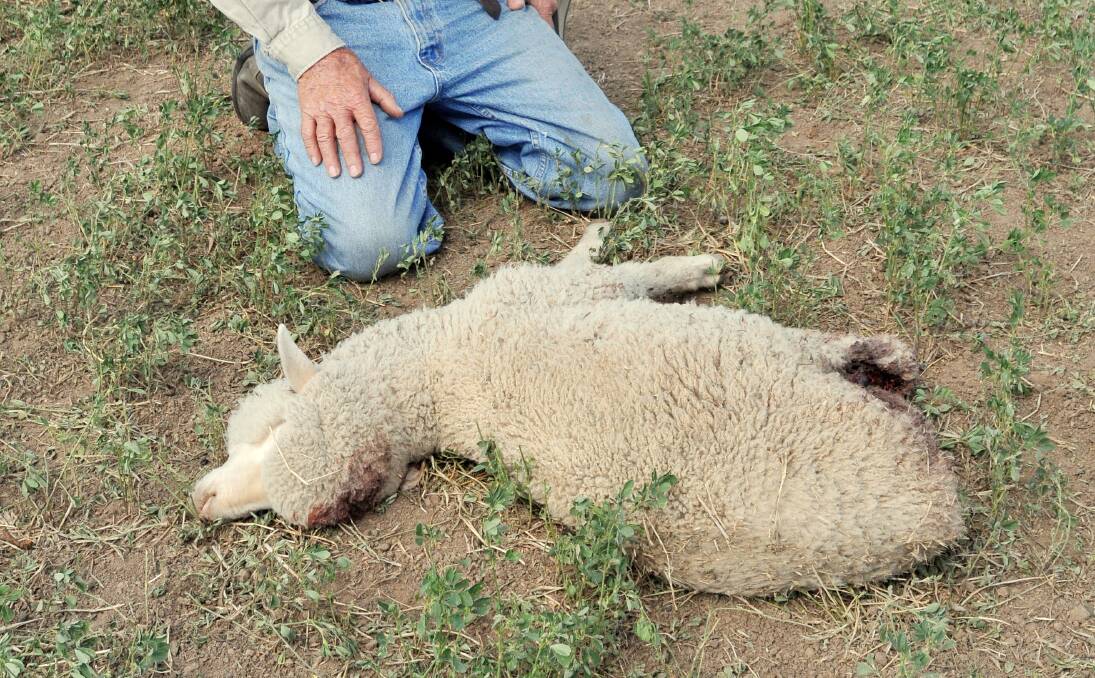 FED-UP FARMER: Tamworth’s David Gowing with one of the sheep killed in a dog attack last weekend. Mr Gowing is calling on pet  owners to be more responsible. Photo: Geoff O'Neill 091213GOE01