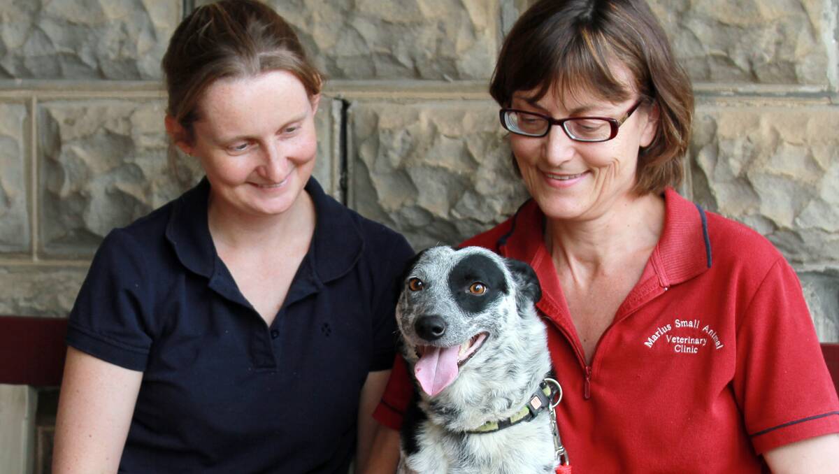 SAVED: Dr Alison Neef and Dr Robyn Edleston with Georgie, who is looking for a new forever home.  Photo: Robert Chappel 011112RCA04