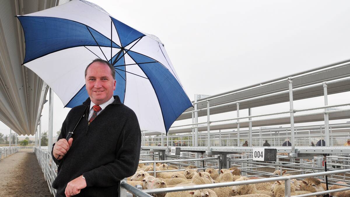 CHOSEN: Member for New England Barnaby Joyce, enjoying the rain at the Tamworth Regional Livestock Exchange, is the new federal Agriculture Minister. Photo: Geoff O’Neill 160913GOE02