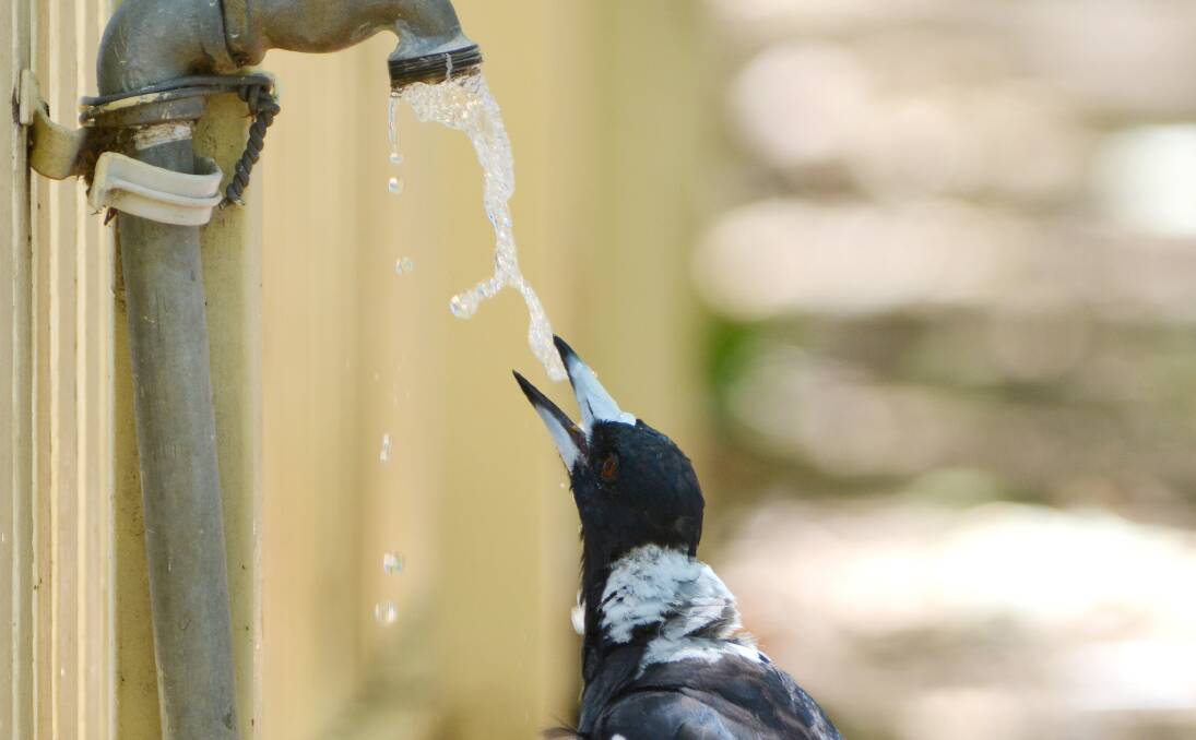 THIRSTY WORK: A  magpie thanks cricketers for turning on the tap so it could enjoy a drink while watching the cricket at Tamworth’s No. 1 Oval during Saturday’s heat. Photo: Barry Smith 010214BSC05