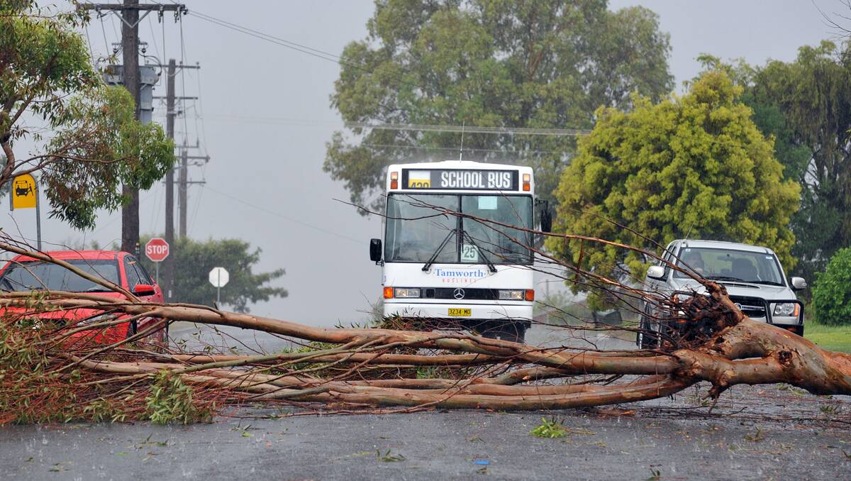 High winds brought down branches in Arinya St, South Tamworth. Photo: Barry Smith