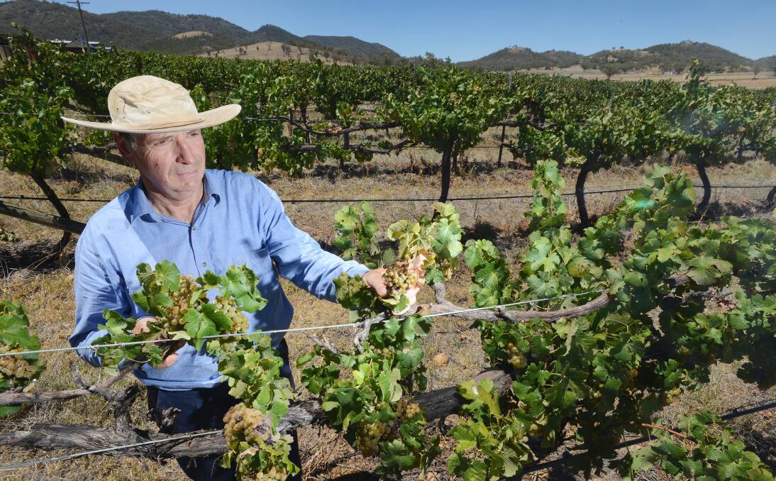 HEAT IS ON: David Nicholls in his Warrina Wines vineyard where the prolonged dry spell is taking its toll. Photo: Barry Smith  010214BSB03