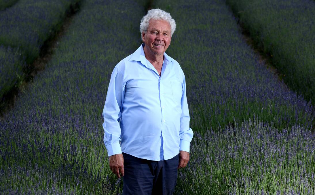 BUDDING GREAT REMEDY: Lavender, says Rolf Blickling, is more than just a smell and good for skincare. He reckons it’s the greatest thing for giving you a great sleep. He recommends two drops on your pillow each night – it calms you and you’ll sleep like a baby. Photo: Barry Smith 171213BSC08
