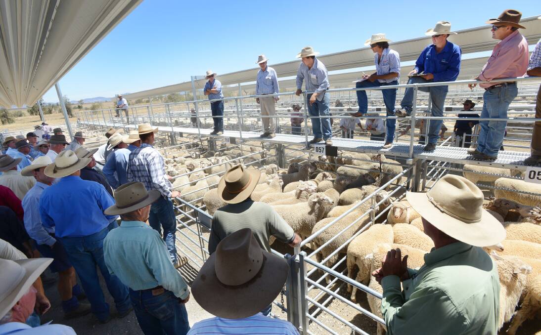 SIGN OF THE TIMES: The prolonged drought forced another fire sale of cattle and sheep at Tamworth Regional Livestock Exchange yesterday.  Photo: Barry Smith 030214BSE26