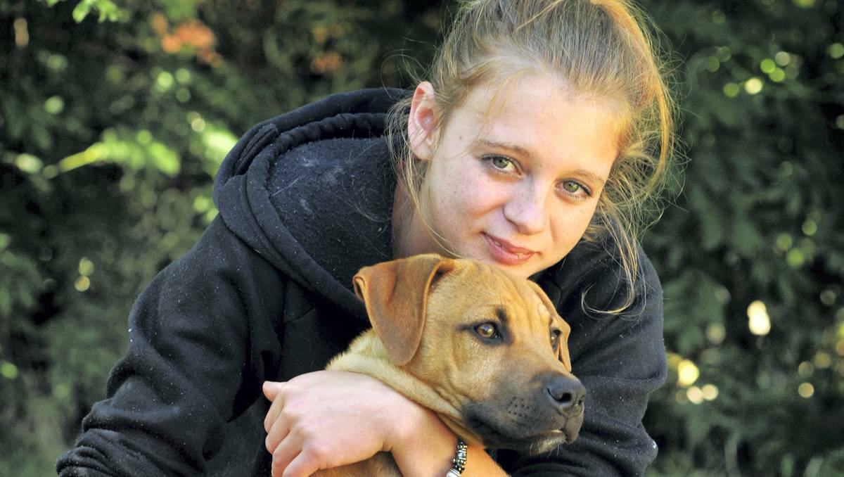 WORRIED: Rocherlea's Kaitlin Riley reunited with her pit bull pup Timone. Picture: SCOTT GELSTON
