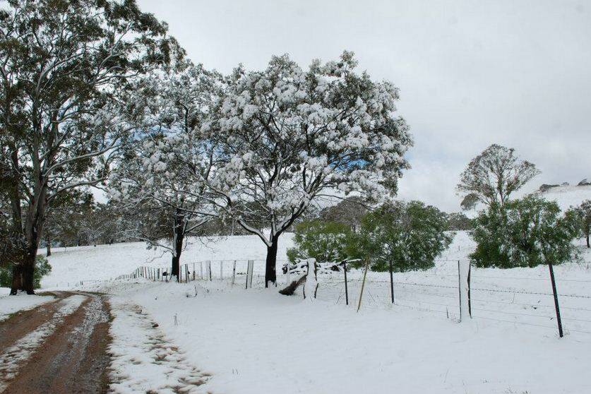 The Northern Tablelands is covered with snow this morning as a cold front brought winter in October to Guyra, Glen Innes and Armidale. Photo: Glen Innes Examiner