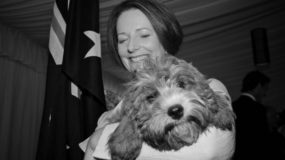 Prime Minister Julia Gillard cuddles her cavoodle Reuben sporting an Australian flag scarf at a morning tea for the Australian of the Year finalists at The Lodge in Canberra on Wednesday 25 January 2012. Photo: Andrew Meares