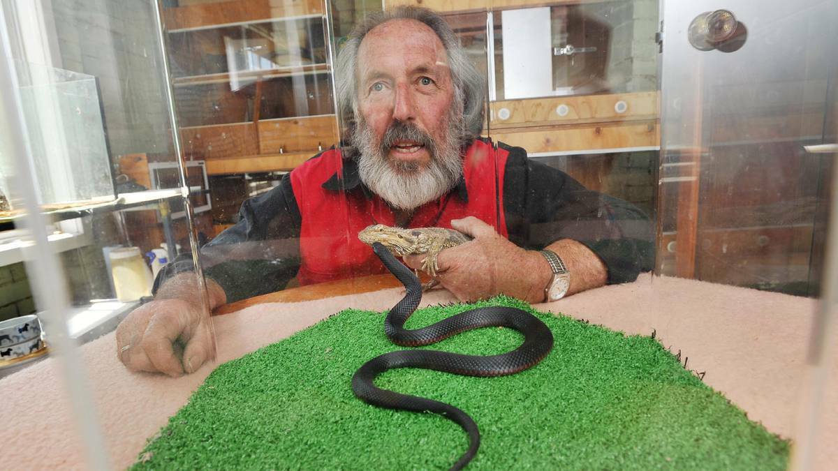  Tony Davis leans near a red-belly black snake he caught on Thursday. He is warning of the dangers of snakes as the weather heats up. Picture: Alastair Brook