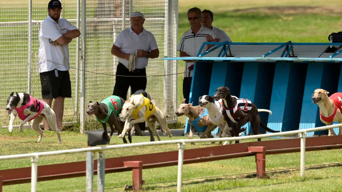 Action from the Capalaba Greyhounds. Picture: Alan Minifie