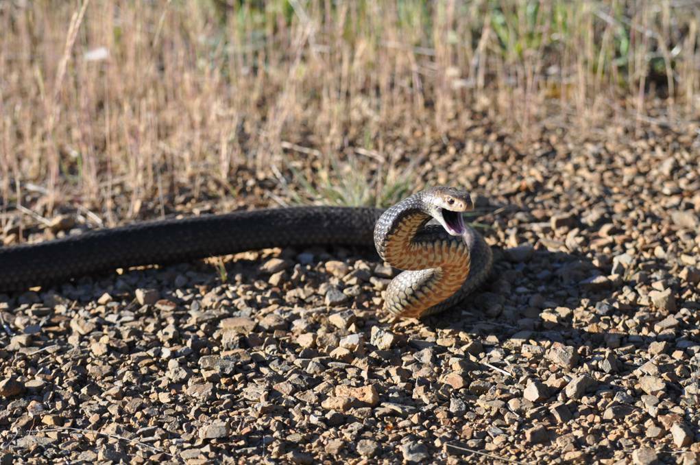 The ill-tempered eastern brown snake caught at Clifton Grove, near Orange.
