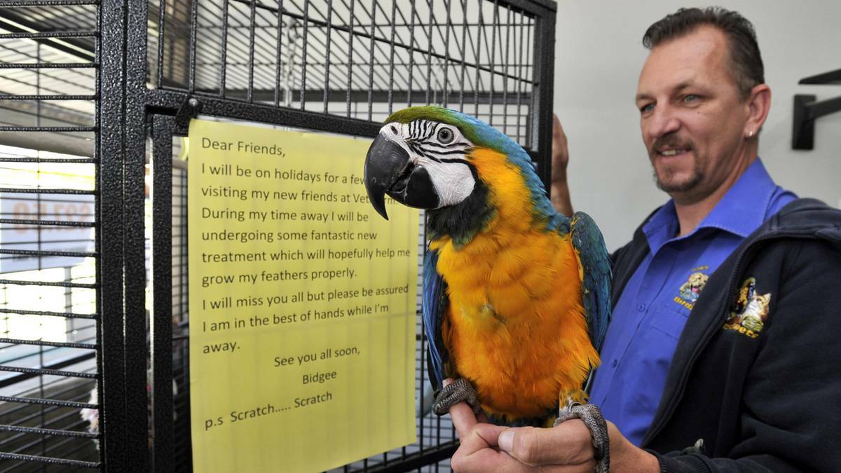 Pedro the macaw, being held by Darren Wood, is missing his mate Bidgee, a short-billed corella, at Bob's Birdz-n-Pets who is receiving treatment for pulling out his own feathers. Picture: Les Smith