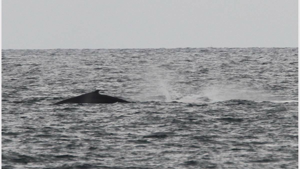 Whales off West Park, Burnie.