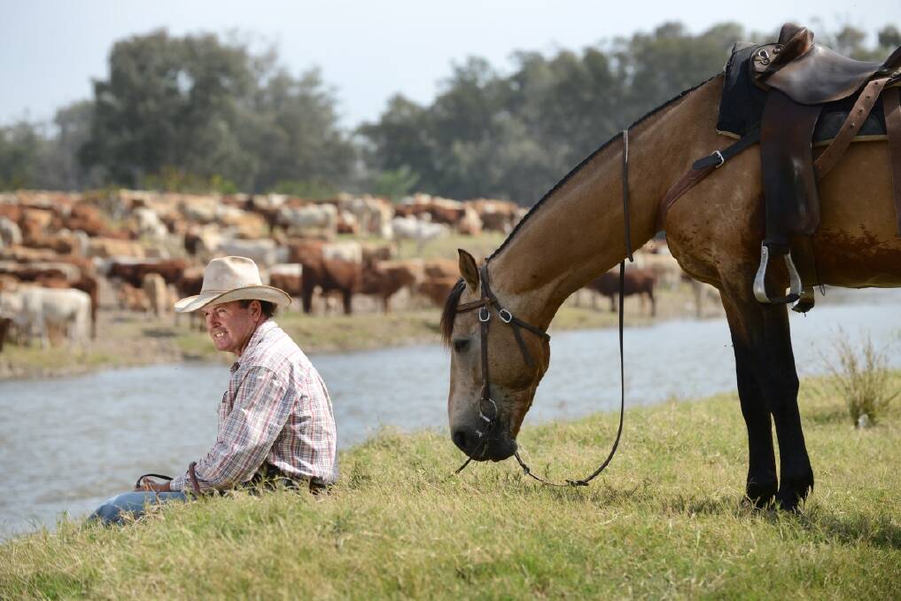  Head drover Bill Little with his horse Maverick, watching the cattle as they drink from the Gwydir River near Moree. Photo: Barry Smith 