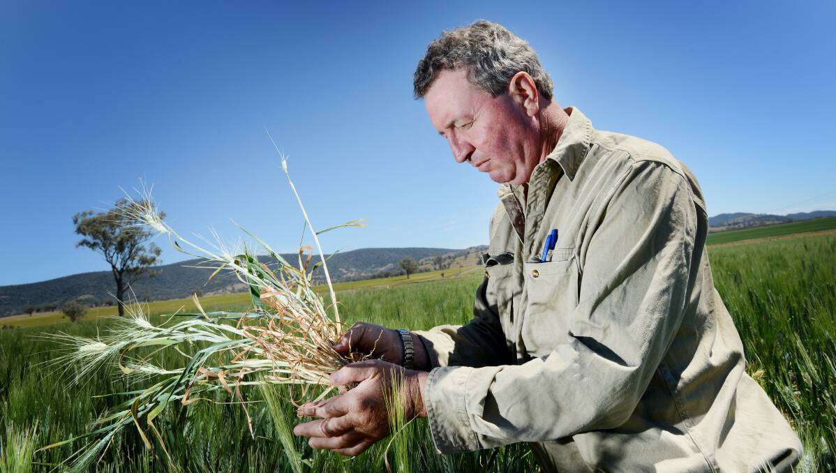 Wheat farmer Mark Walters inspects his crop. Photo:Gareth Gardner. 071013GGC02