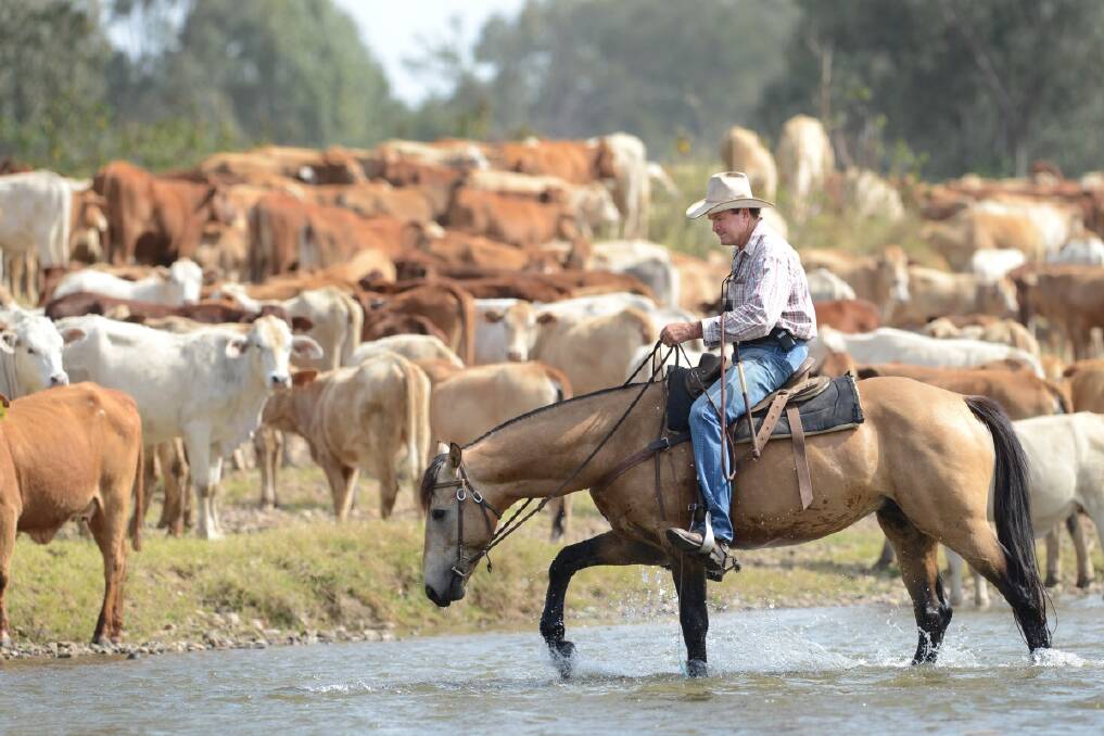  Head drover Bill Little with his horse Maverick, watching the cattle as they drink from the Gwydir River near Moree. Photo: Barry Smith 