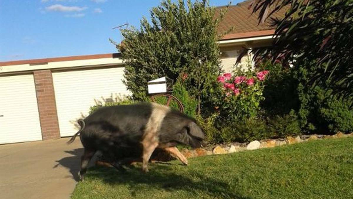 A different pig was at large in Wagga just last month, prompting a police and council ranger response.