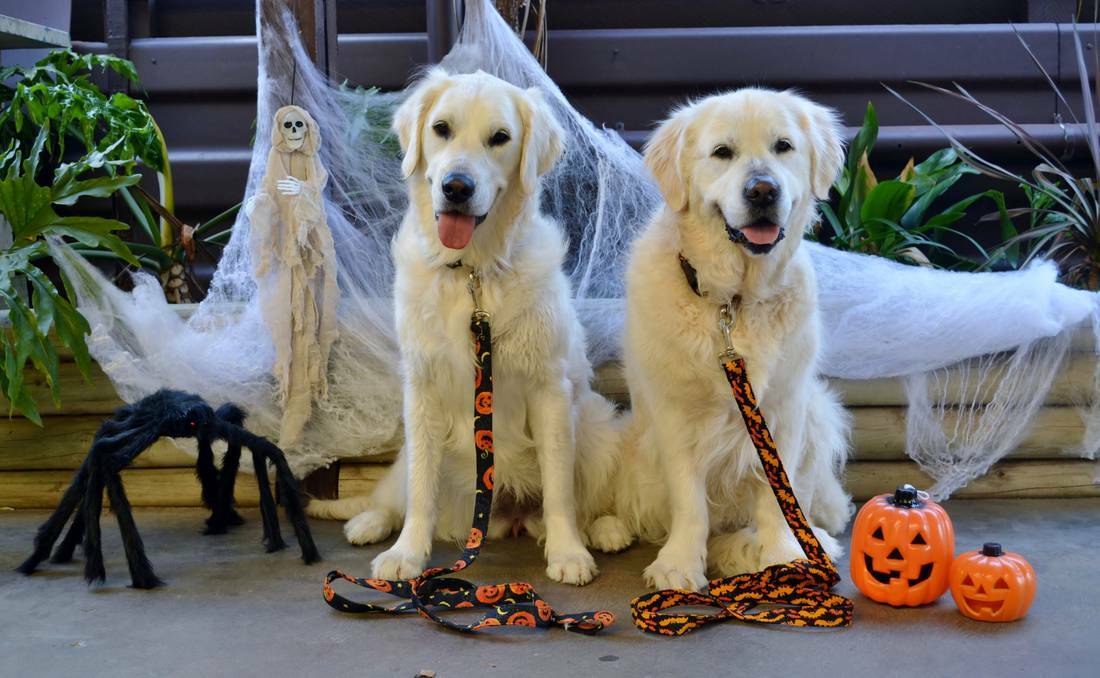 Gail Cumbers' dogs Sophie and Hannah dress up for Halloween in Esperance.