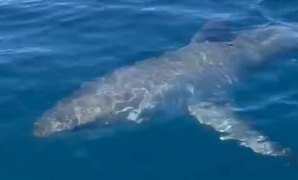 The great white shark approximately 25 kilometres off Forster. 