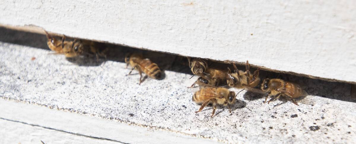 WIPEOUT: Eradication zones for infested Varroa mite properties will be in place for three years. Photo: Peter Hardin