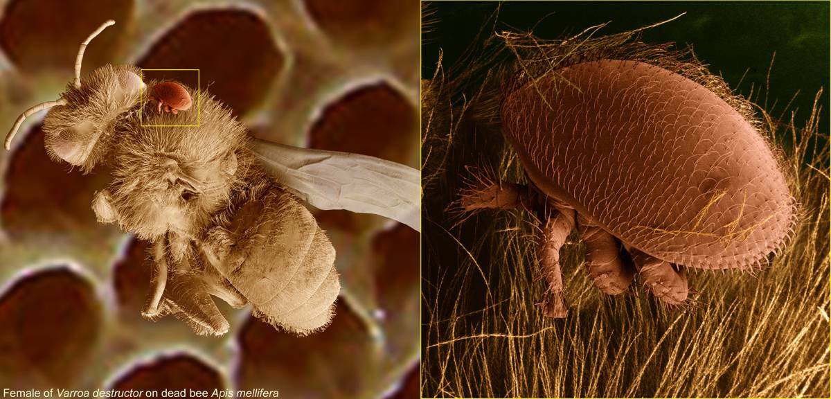DETECTED: The Varroa mite on a bee and the mite up close. Photo: Supplied