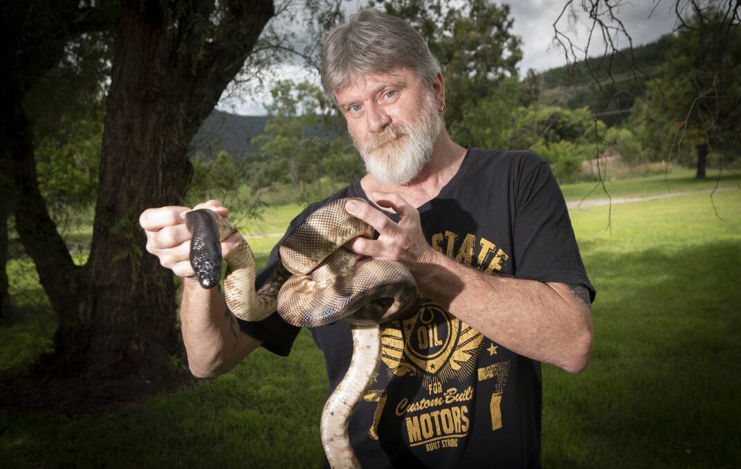SLITHER: Snake handler and veterinary nurse Kevin Pallett has tips on how to stay safe around snakes this summer as Tamworth records perfect conditions for the reptiles. Photo: Peter Hardin