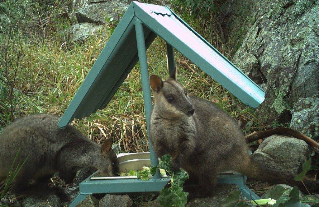 An emergency response is underway to save Brush-tailed Rock-wallabies across the state. Picture Supplied
