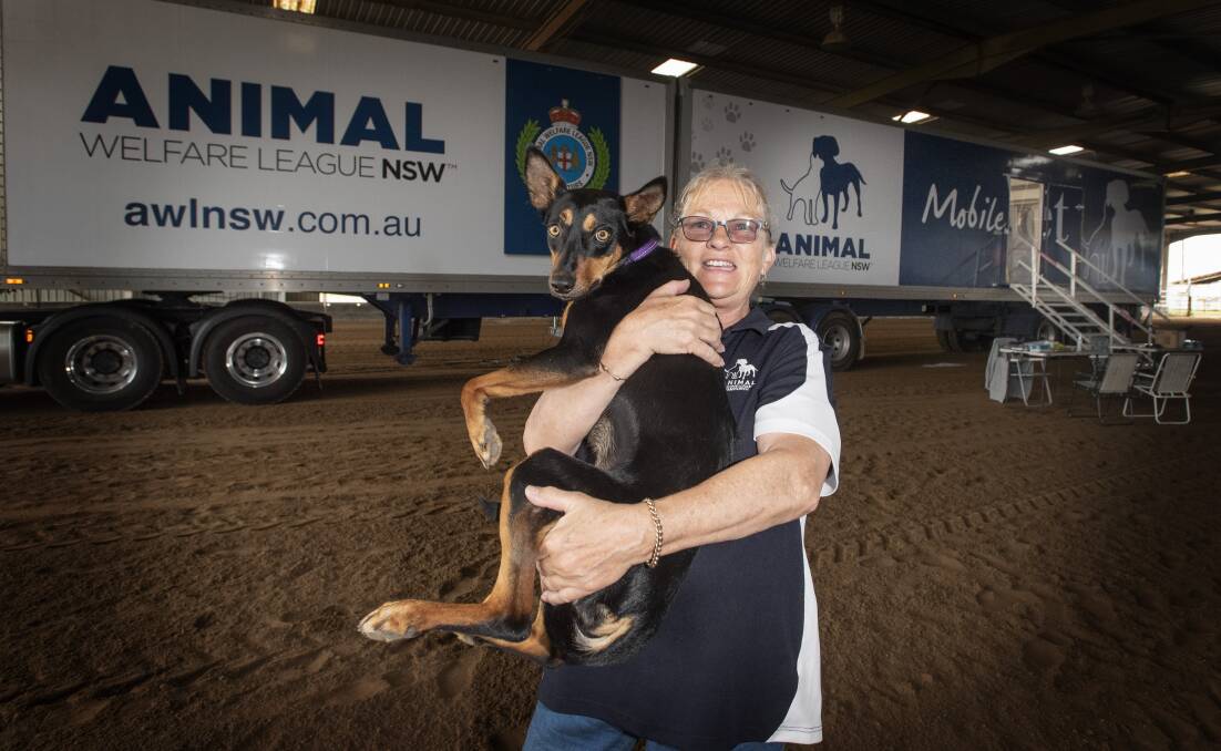 Animal Welfare League to offer discounted vaccination and microchipping  services as mobile vet clinic comes to Tamworth | The Northern Daily Leader  | Tamworth, NSW