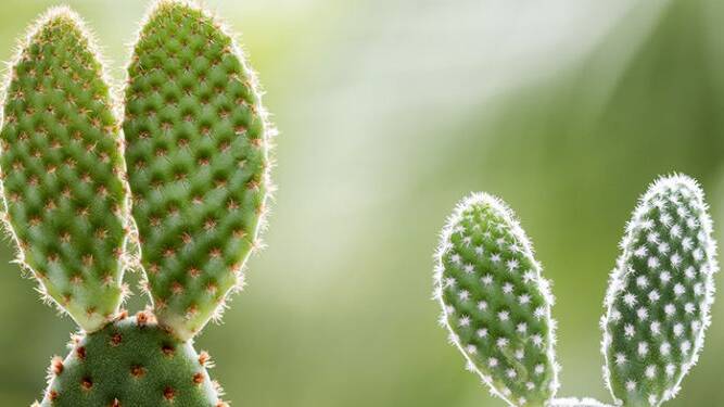 Prickly Pear cacti 