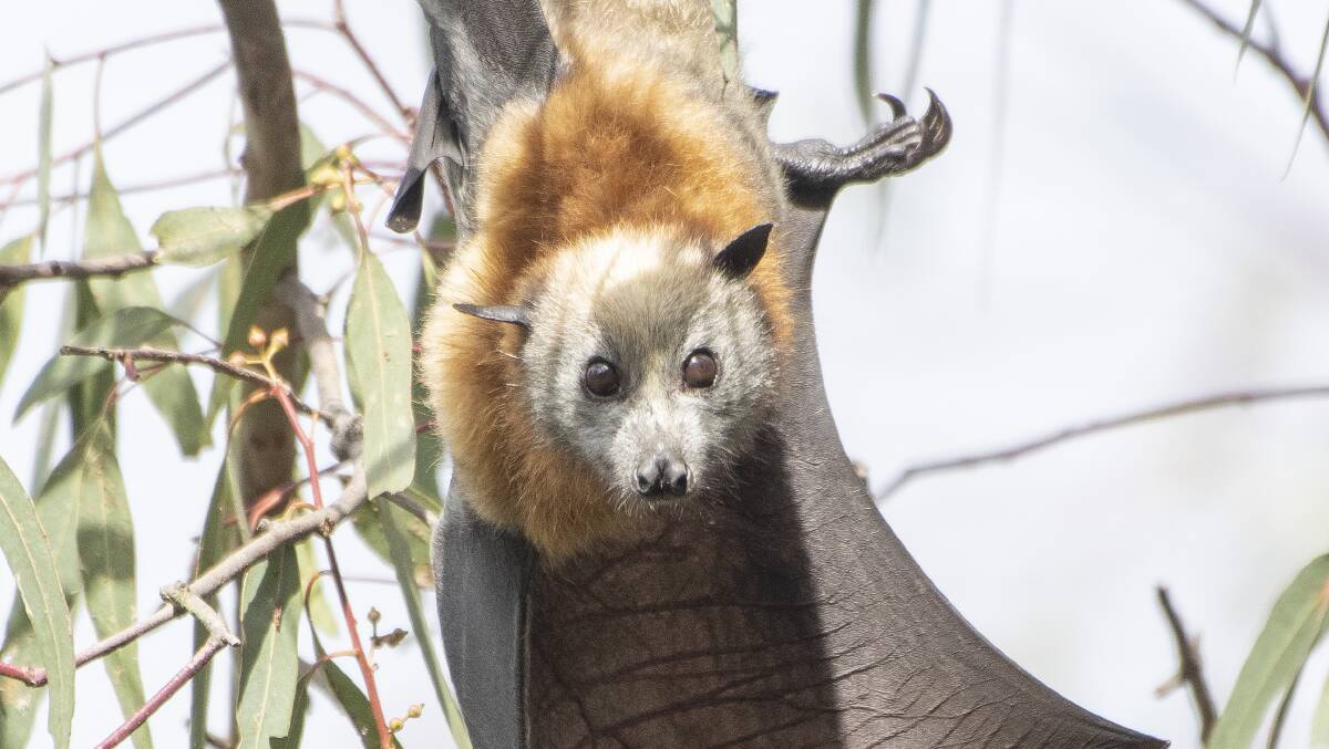 FLYING FORCE: The Peel River now has a colony of 93,000 flying fox. Photo: Peter Hardin