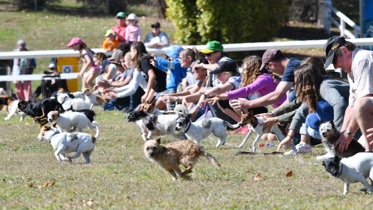 DOG DAY: A variety of activities suiting all breeds are on offer, including an obstacle course, dance competition, jumps and racing. Photo: Barry Smith