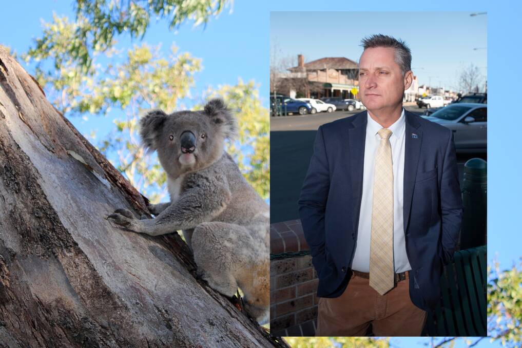 Gunnedah's koala sanctuary has been given a lifeline. Pictures from file