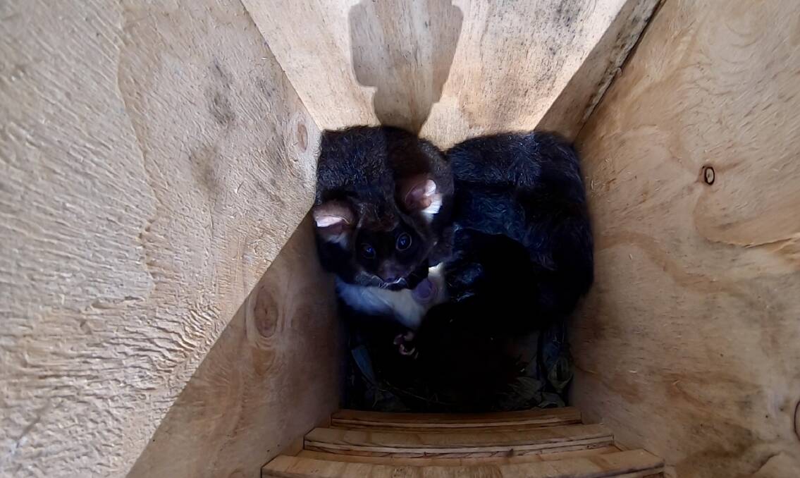 Hollow Homes: A greater glider in one of the nest boxes installed on the Aussie Ark Barrington Tops property. Photo: Supplied.