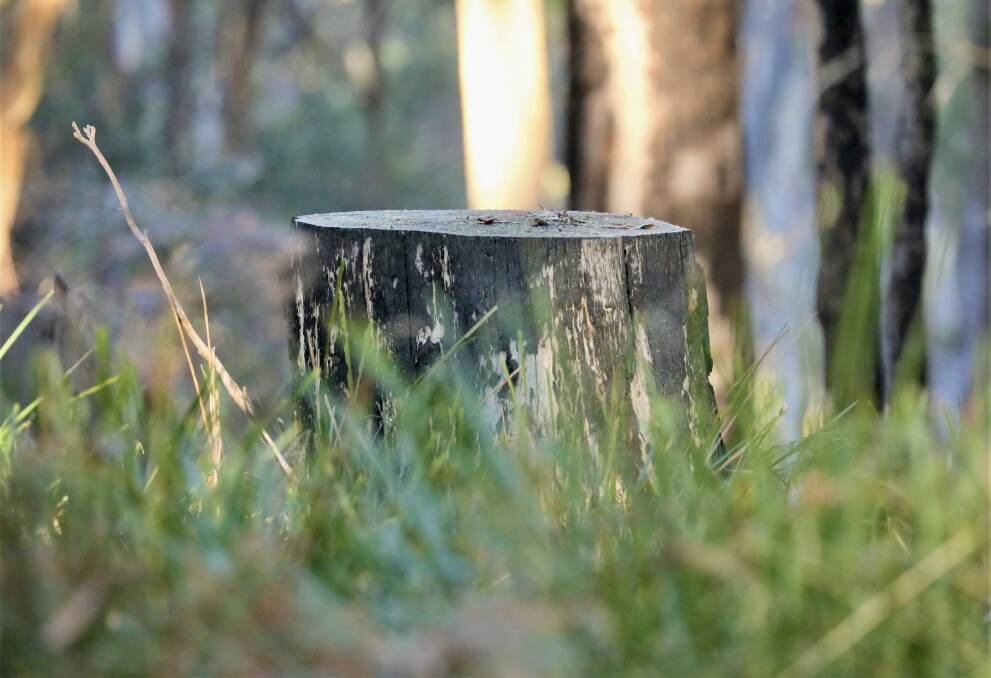 Forgotten Forest: A stump in Barrington Tops remains as a reminder of historic logging. Photo: Supplied.
