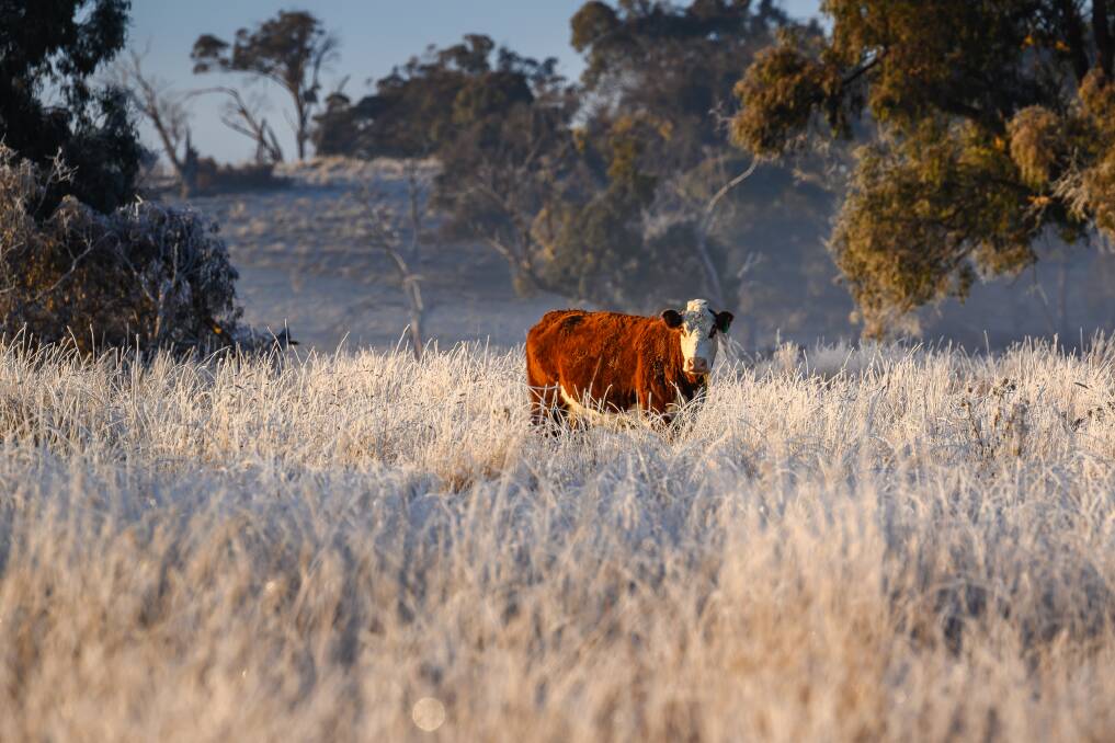 A cow looking very isolated in a field on the outskirts of Walcha. Picture by Mark Kriedemann