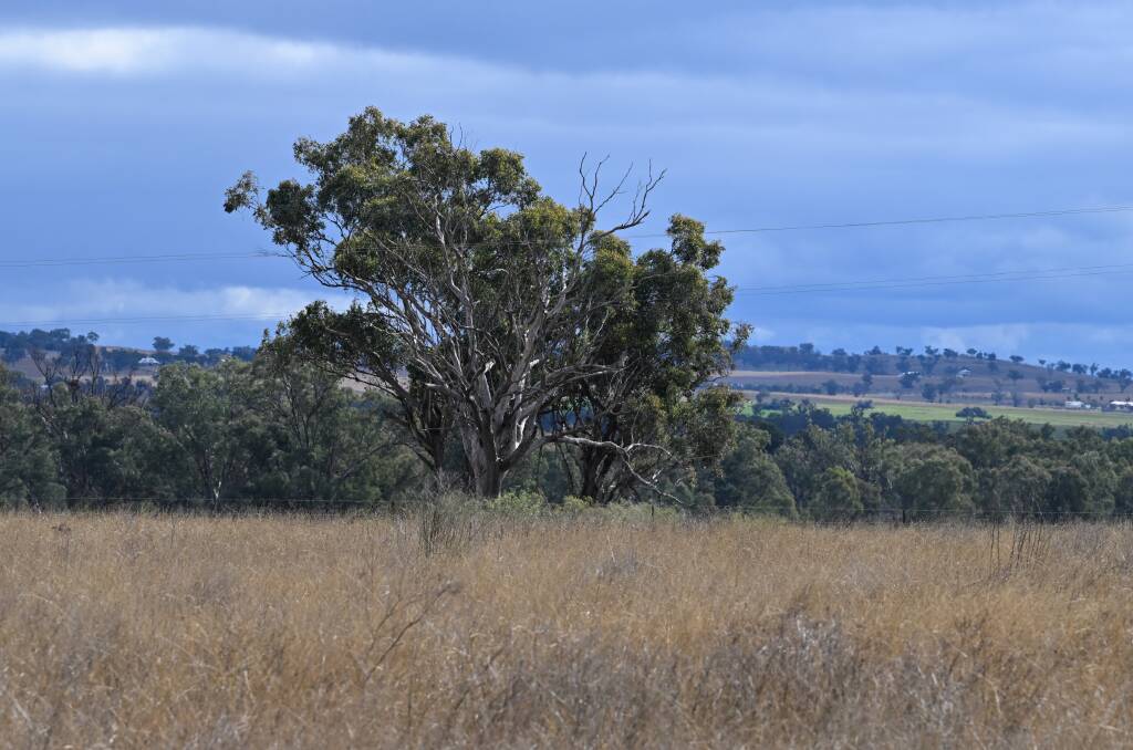 Would-be land holders will need to take care to protect the "critically endangered" box-gum grassy woodlands dotted accross the estate. Picture by Gareth Gardner