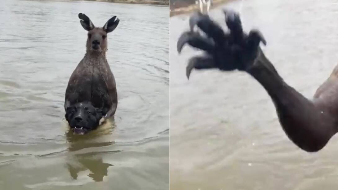 The kangaroo grips onto the dog in a river and takes a swing at the man. Picture by TikTok/@milduramartialarts