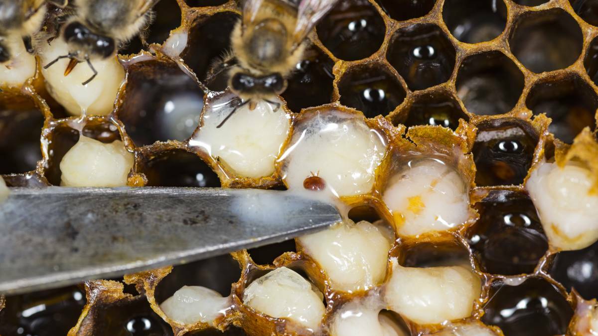 The government is providing $31m to help the industries impacted by the worsening Varroa mite problem. Picture: File