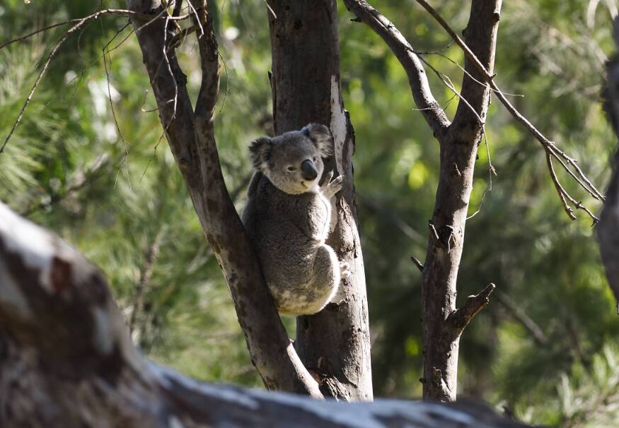 Spot a koala in the bush at Gunnedah. Picture by Gareth Gardner.