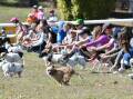 Don't miss the fun of the Great Nundle Dog Race. Picture from file