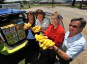 Lisa Cross, Tracey Watt, Karen Cox, and David Lodge receive a banana donation.  Picture by Barry Smith