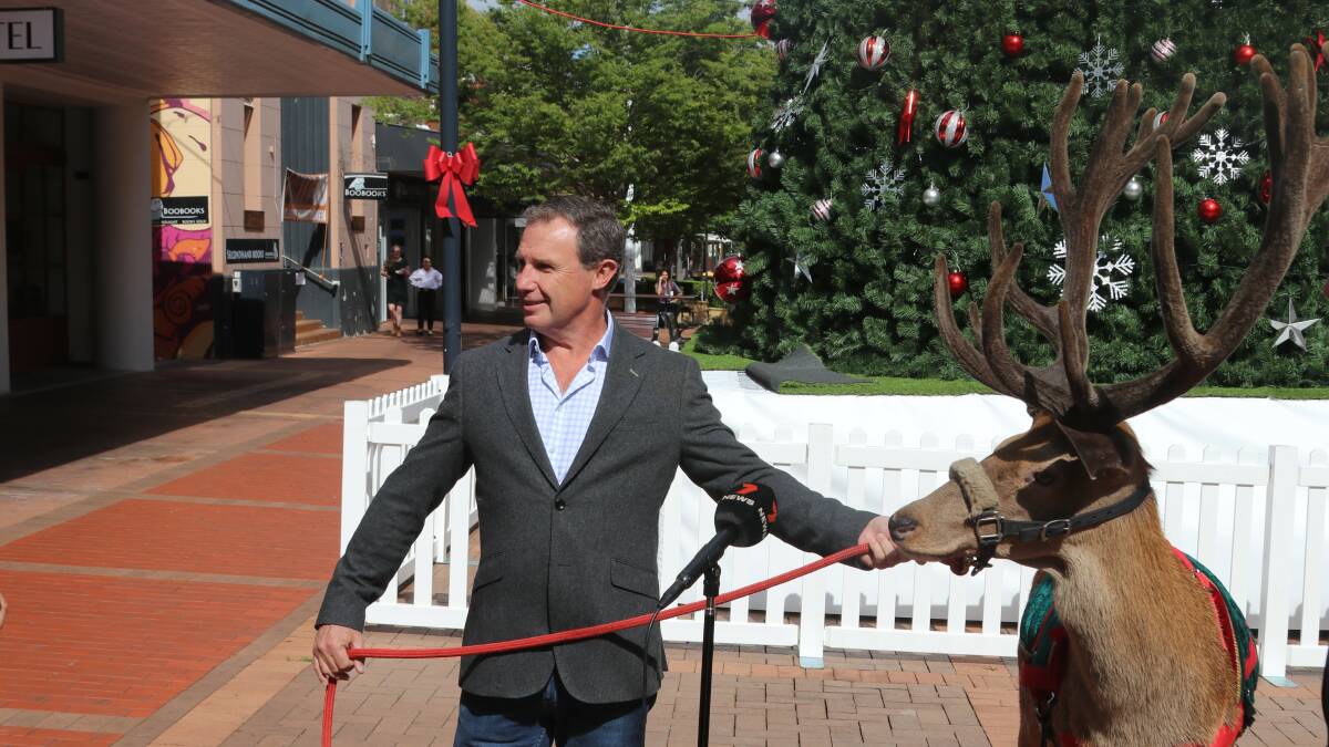 Armidale Mayor Sam Coupland with 'Rocky' the reindeer and 15 metre high Christmas tree in the background. Photo HF 