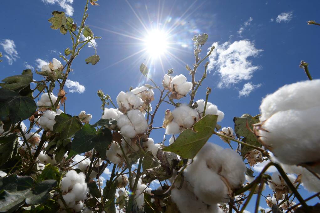 Auscott sells Gwydir Valley cotton gem, 'Midkin'