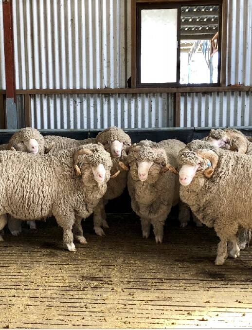 DRY TIMES: Despite the drought, Mr Bower said he was very pleased with the lineup of the rams for the 2019 sale.