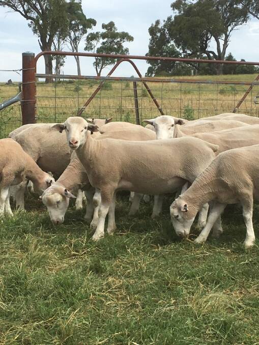 LARGE FRAME: “We are looking to produce structurally sound sheep with a large frame, with good figures that will produce a commercially viable progeny,” said Angus.
