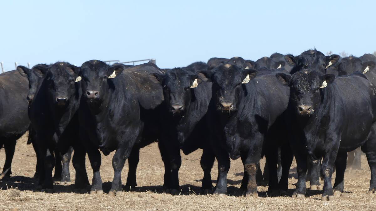 “Our strong commitment to increase marbling and growth has helped increase the demand for Booroomooka Angus sired progeny,” said Mr Munro.